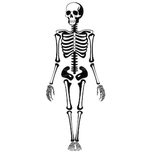Human Skeleton Svg & PNG Files, Halloween Bones Clipart Silhouette Vector Image, Biology SVG For T shirt Design Transparent Background