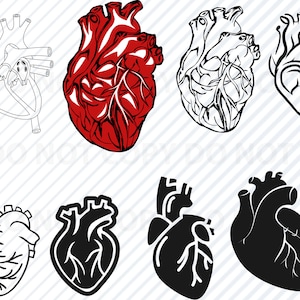 Anatomisches Herz Bundle SVG-Dateien - Kardiologie svg Clipart - Anatomie Silhouette Dateien SVG Bild Eps, Png, Dxf Schablone Clip Art