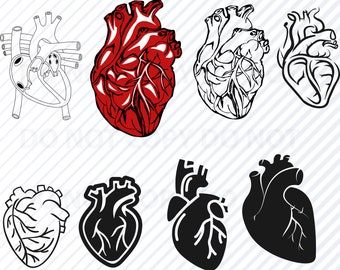Anatomical Heart SVG Bundle – Cardiology Clipart, Stencil Files