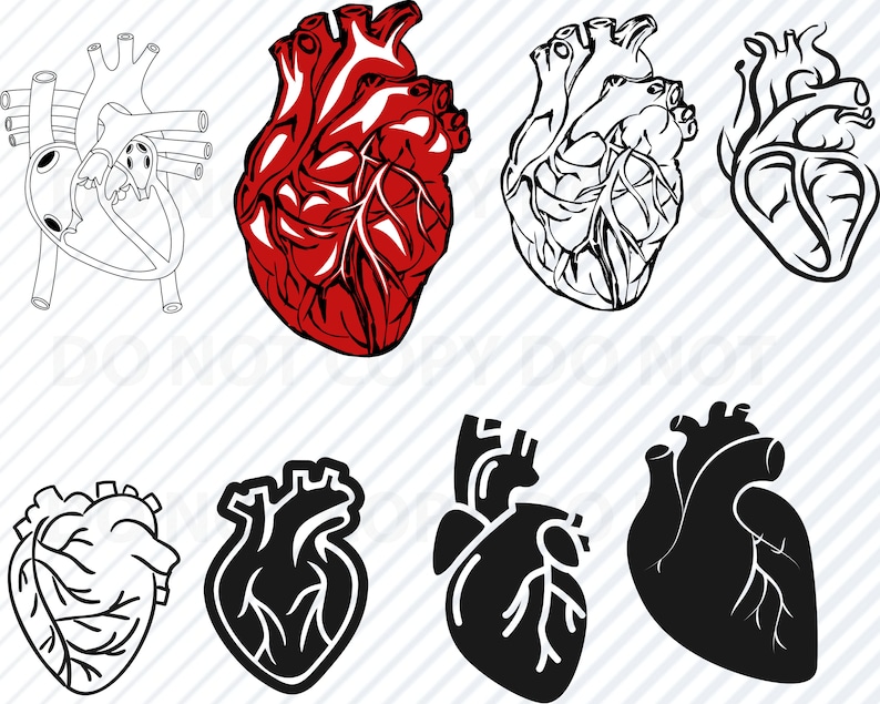 Download Anatomical Heart Bundle SVG Files For Cricut Cardiology ...
