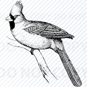 Kardinal SVG-Dateien - Kardinal Vektor Bild Clipart - Vögel SVG-Datei - Kardinal Silhouette - Eps, Vogel Dxf Clip Art Kardinal png