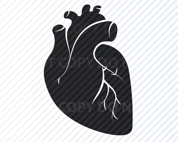 Download Anatomical Heart 4 Svg Files For Cricut Medical Svg Etsy