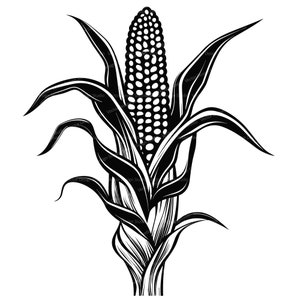 Corn Stalk Svg & PNG Files, Ear of Corn Clipart Silhouette, Gain Vector Images, SVG For T shirt Design, Transparent Background print