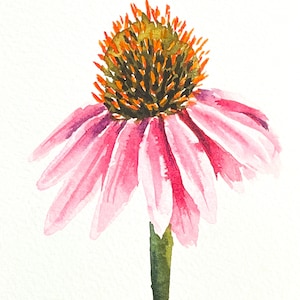 Original Watercolor Painting Watercolor Cone Flower 4x6 - Etsy