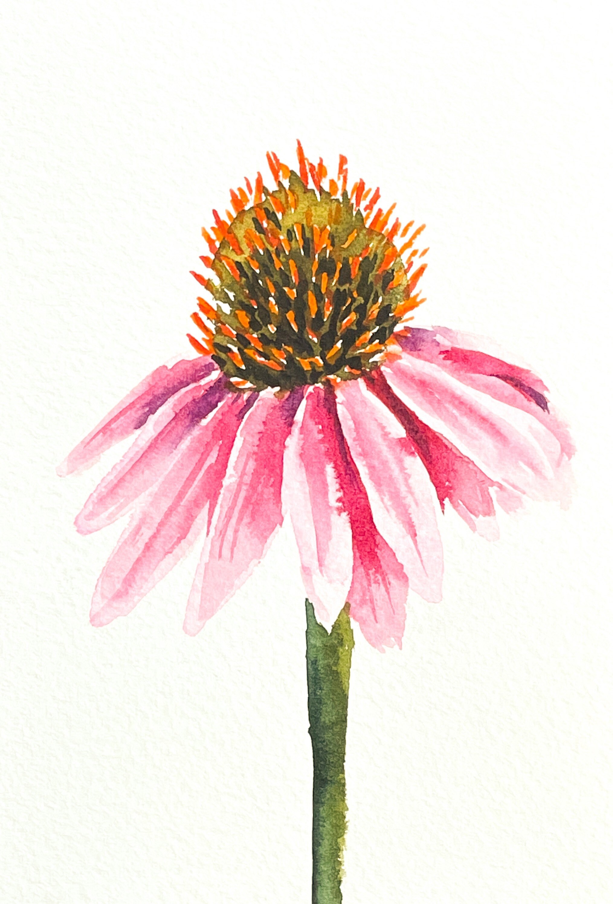 Original watercolor painting watercolor cone flower 4x6 | Etsy