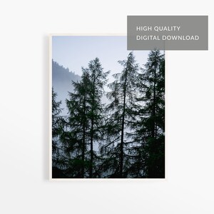 Alps mountain in Switzerland, Alpine tree, Foggy morning, Paradise Ski resort town of St. Moritz, Digital download photography