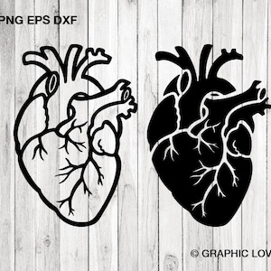 Cuore anatomico in formato SVG, Cuore in formato SVG, Decalcomania clipart del cuore umano, Vita infermieristica, Anatomia del medico, DXF, PNG, File di taglio, Cricut Cameo Studio