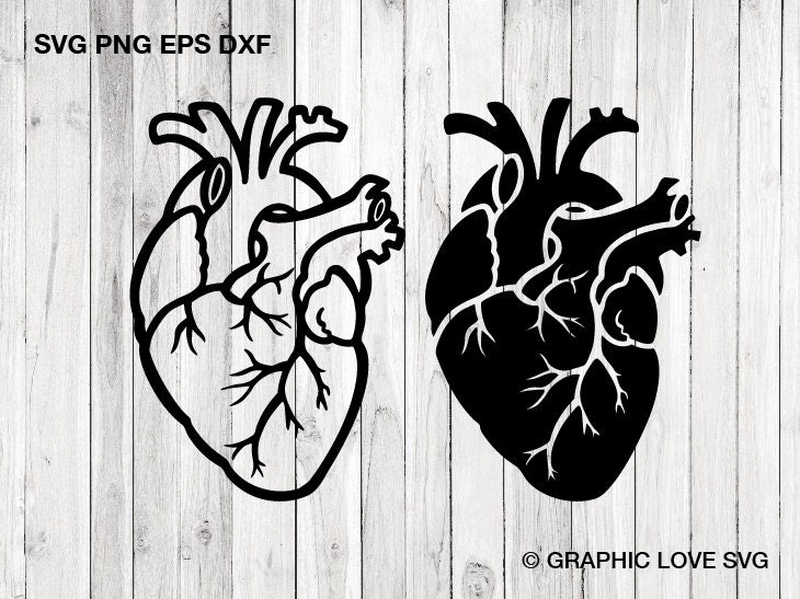 Download Anatomical Heart Svg Heart Svg Human Heart Clip Art Decal Etsy