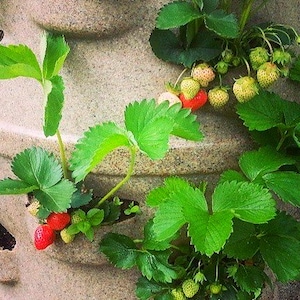 Vertical Strawberry Planter – Holds 22 Strawberry Plants - Center Watering Tube