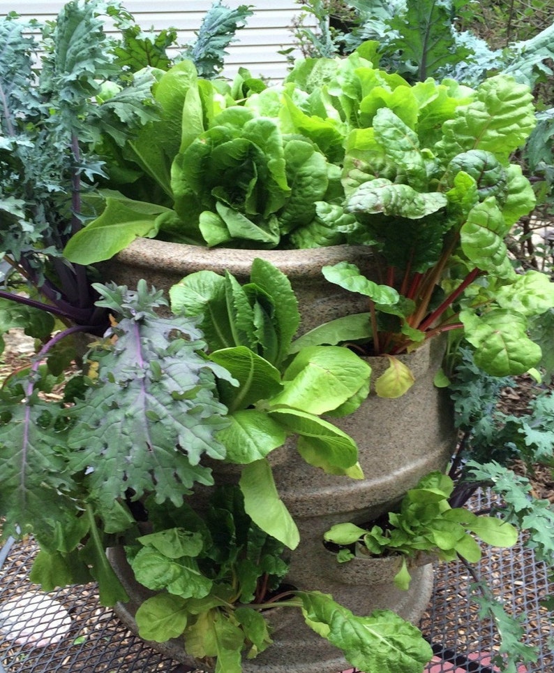 Lettuce Planter. Use our Pocket Planters to Grow Fresh Salad Etsy