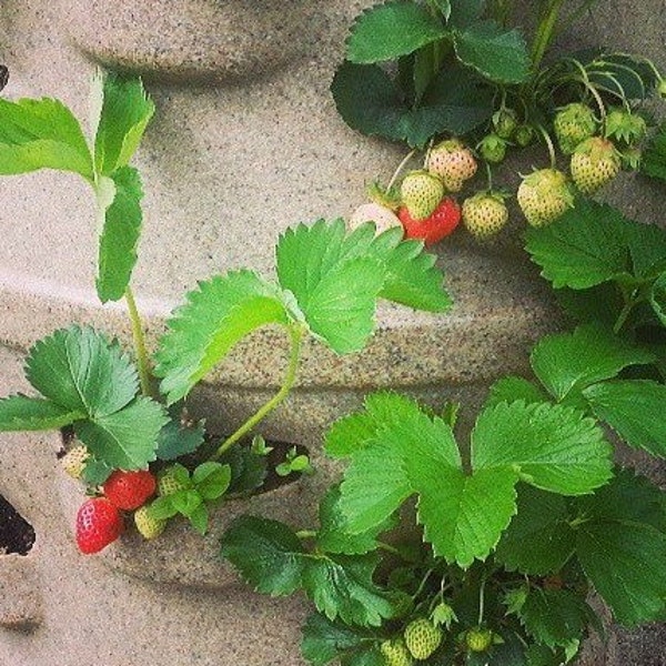 Indestructible strawberry planter. holds up to 22 strawberry plants. Center watering tube and optional 5 wheel dolly cart (sold seperately)