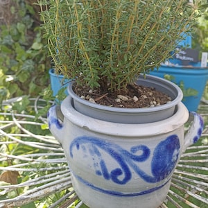 Könnte beinhalten: Ein Topf mit Thymianpflanze mit grünen Blättern und gelben Stielen steht in einem dekorativen, cremefarbenen Keramiktopf mit blauen Wirbelmustern. Der Topf hat zwei Griffe und steht auf einem Metallgestell. Im Hintergrund ist ein blauer Topf zu sehen.