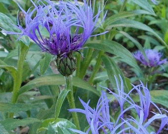 Centaurée des montagnes bleues, plante d'abeille vivace rustique, compagne