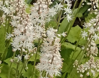 Tiarella mousse fleur vivaces abeilles et bourdons