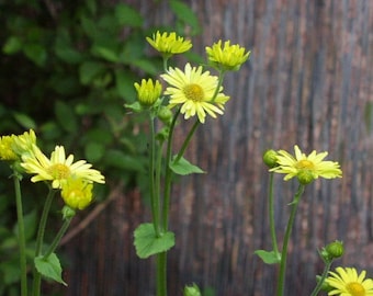 Gämswurz  Goldstrauß 3 Stück  Doronicum pardalianches Nahrungsquelle für Bienen Schnittblume