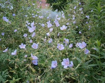 Geranium Blue Cloud winterharter Storchschnabel