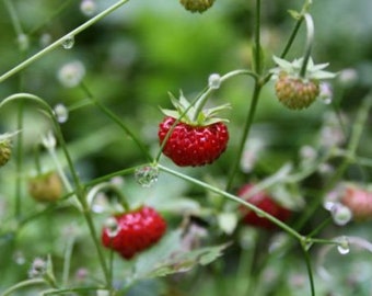 Wild strawberries Strawberry meadow 10 plants Children's happiness sweet berry