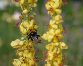 Mullein Butterflies Bees Butterflies