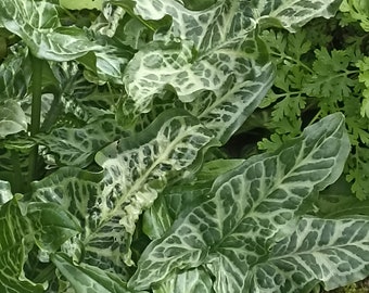 Arum italicum  geaderter Aronstab Staude Gartenpflanze