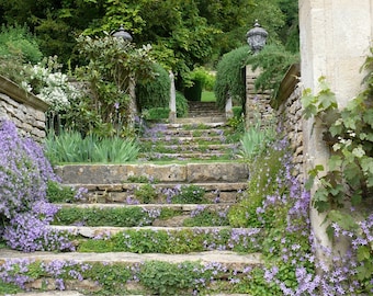 Campanula Blauranke ein Traum von Blütenreichtum Staude