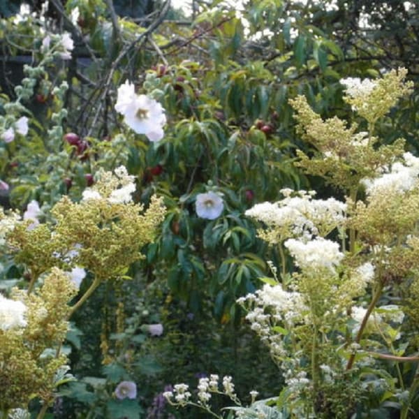 Duft Mädesüß - Filipendula ulmaria winterhart Klostergarten Bienenpflanze