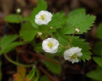 Walderdbeeren gefüllt blühend - Frascaria vesca Plena 5 Pflanzen Bodendecker