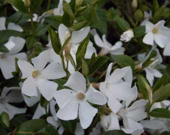 Vinca minor Gertrude Jekyll 10 plants evergreen hardy white perennial