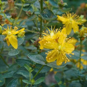 Johanniskraut Hypericum perforatum Klostergarten