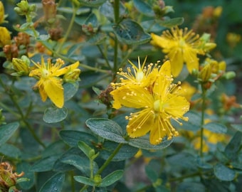 Jardin du monastère de millepertuis Hypericum perforatum