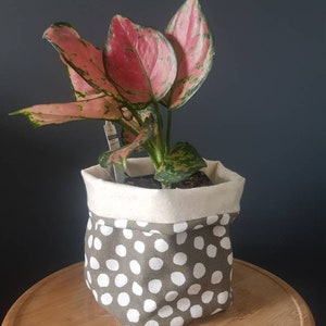 Peut inclure: Une plante d'intérieur rose et verte aux feuilles panachées dans un pot en tissu à pois blancs et verts.