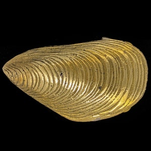 Seashell Art Brass Shell Ocean Nautical Artwork Dive Swim Scuba Travel Island Tropical Beach Surf Hippie 1970s Vintage Belt Buckle