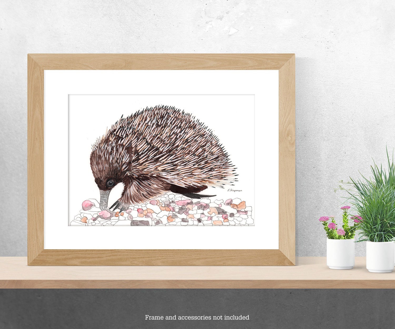 Short Beaked Echidna Watercolour Painting Original Etsy