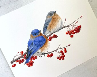 Winter Blues: Bluebirds with Hawthorn Watercolor Print