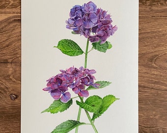 Watercolor Hydrangeas Giclee Print