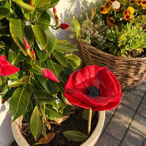 Può includere: Un vibrante fiore di papavero in ceramica rossa con un centro nero si erge in un vaso di ceramica rosa. Foglie verdi lussureggianti e boccioli floreali rossi circondano il vaso. Un cesto di vimini con fiori gialli e rossi è sullo sfondo.