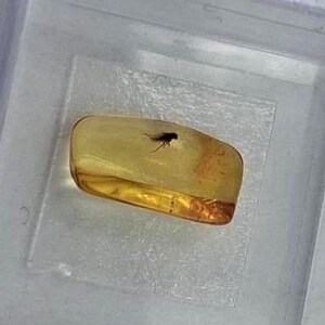 Könnte beinhalten: Ein Stück Bernstein in transluzenter goldgelber Farbe, das ein kleines Insekt enthält. Das Insekt ist als dunkle Silhouette sichtbar. Der Bernstein wird in einer transparenten Kunststoffbox präsentiert.
