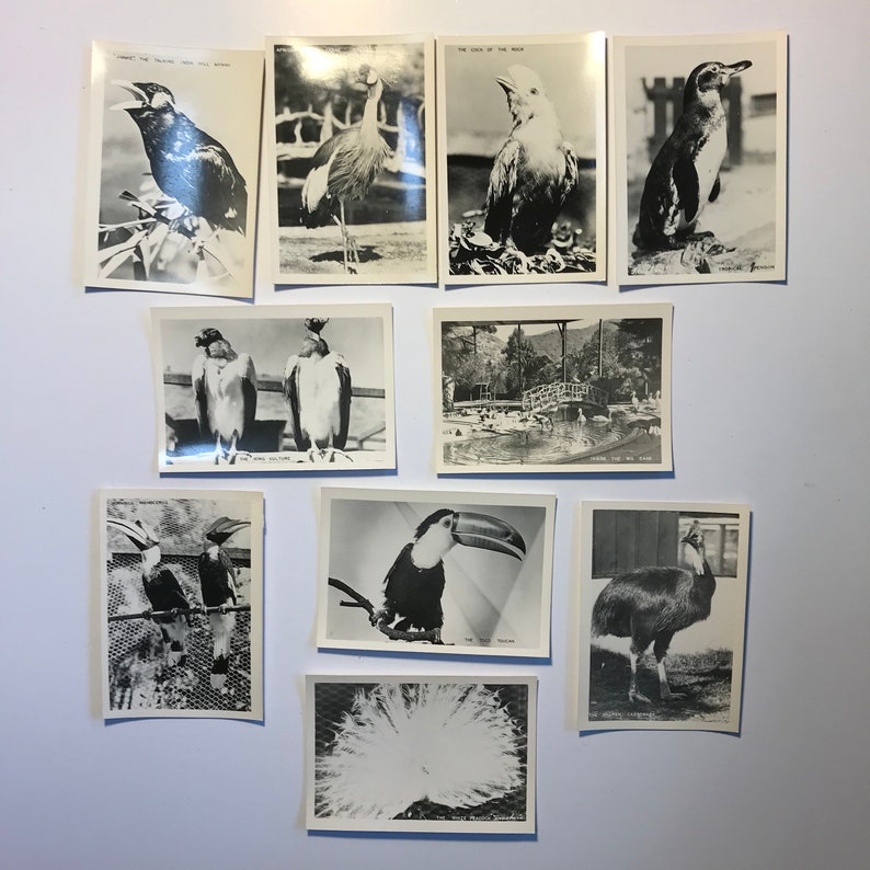 Santa Catalina Frashers Quality Photo Various Birds Paper Ephemera California,Vintage 1940s B/&W Photos Ten Scenic Views The Bird Park