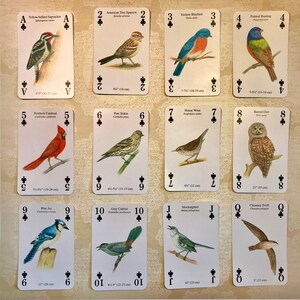 May include: A deck of playing cards featuring illustrations of different bird species. Each card has a different bird, its name, and its size in inches and centimeters. The cards are numbered from Ace to Queen and are all in the suit of clubs.