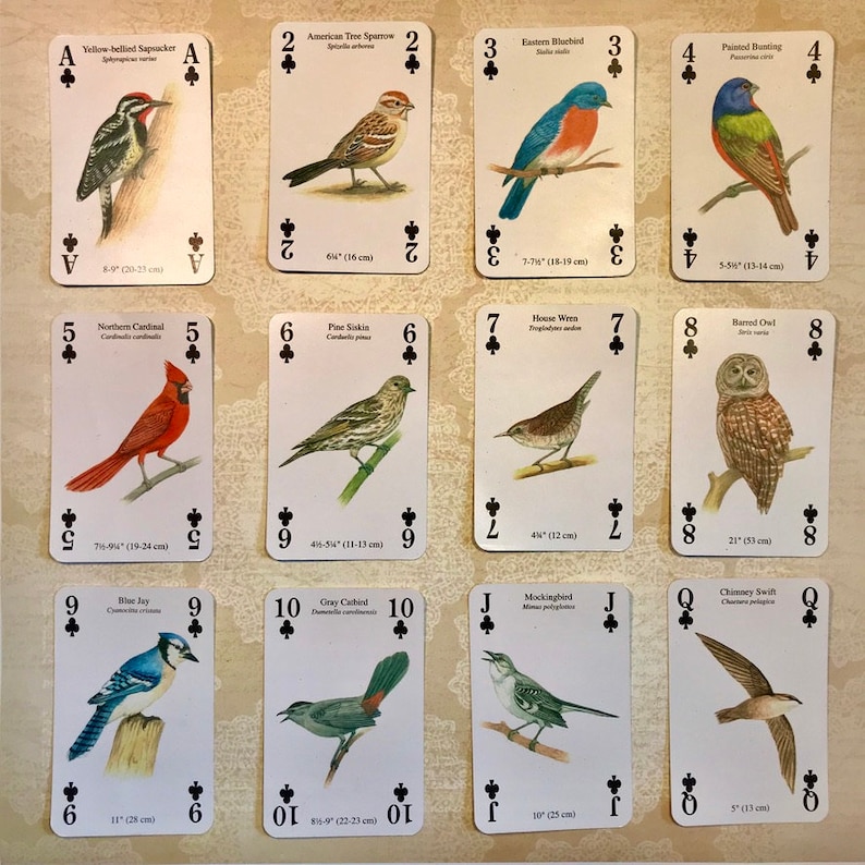 May include: A deck of playing cards featuring illustrations of different bird species. Each card has a different bird, its name, and its size in inches and centimeters. The cards are numbered from Ace to Queen and are all in the suit of clubs.