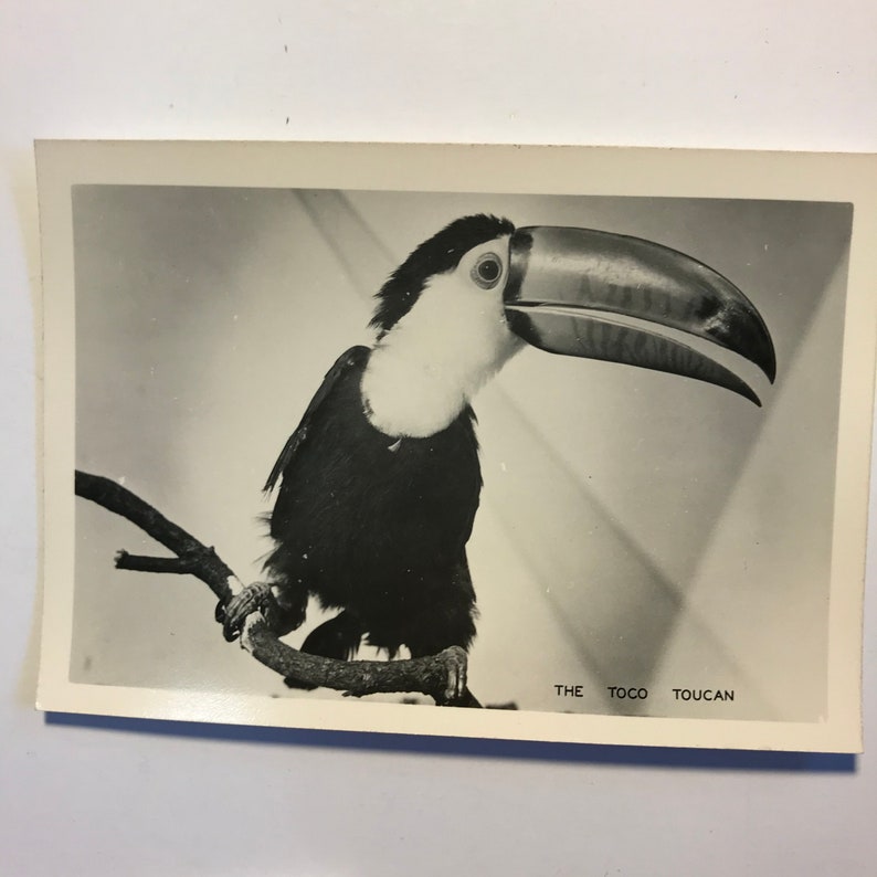 Santa Catalina Frashers Quality Photo Various Birds Paper Ephemera California,Vintage 1940s B/&W Photos Ten Scenic Views The Bird Park
