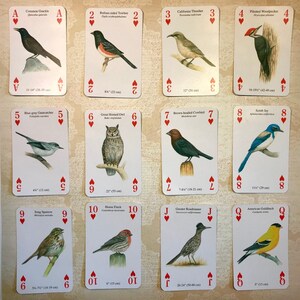 May include: Playing cards featuring illustrations of different bird species. Each card has a bird's name, scientific name, and size in inches and centimeters. The cards are numbered from Ace to Queen.