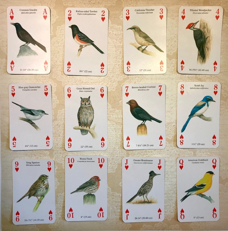 May include: Playing cards featuring illustrations of different bird species. Each card has a bird's name, scientific name, and size in inches and centimeters. The cards are numbered from Ace to Queen.