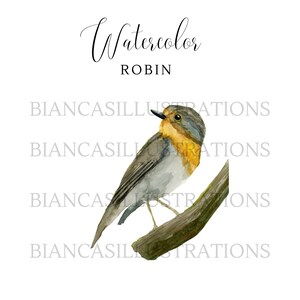 Robin Bird Watercolor Clipart | Hand Painted | Illustration | Graphic | Bird Art | Instant Download | Transparent Background | PNG File