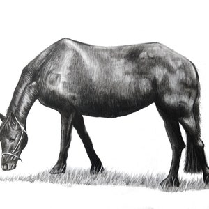 Custom BLACK AND WHITE Pet Portrait, Graphite Animal Drawing, Horse Commission
