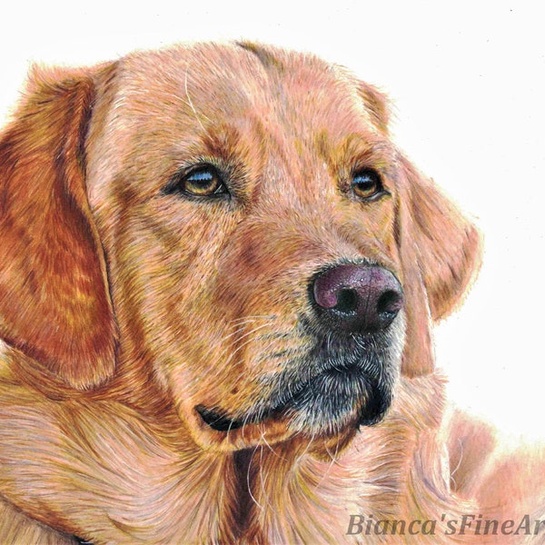 Custom Colored Pencil Pet Portraits, Realistic Dog and Cat Commissions, Detailed Pet Portrait From Photo