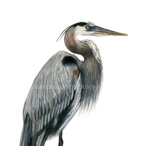 Tekening blauwe reiger | ORIGINEEL kunstwerk | Handgetekende illustratie | Vogelkunst | Kleurpotlood | 9 x 12 inch | Wilde dieren tekenen