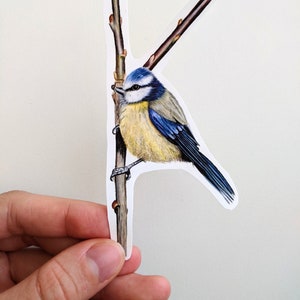 Autocollant mésange bleue, autocollant en vinyle oiseau mésange bleue, autocollant oiseau oiseau découpé au crayon de couleur, pour ordinateurs portables et bouteilles d'eau