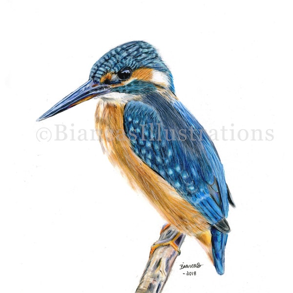 Original Kingfisher Study, Colored Pencil Bird Drawing, Bird Illustration for Art Collection, Wildlife Lover Gift