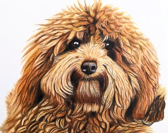 Custom Colored Pencil Pet Portraits, Realistic Dog and Cat Commissions, Detailed Pet Portrait From Photo, Drawing