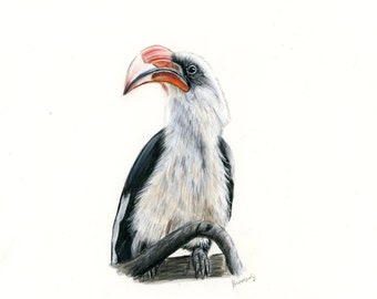Hornbill Original Drawing | Colored Pencil Artwork | Hand Drawn 8"x10"
